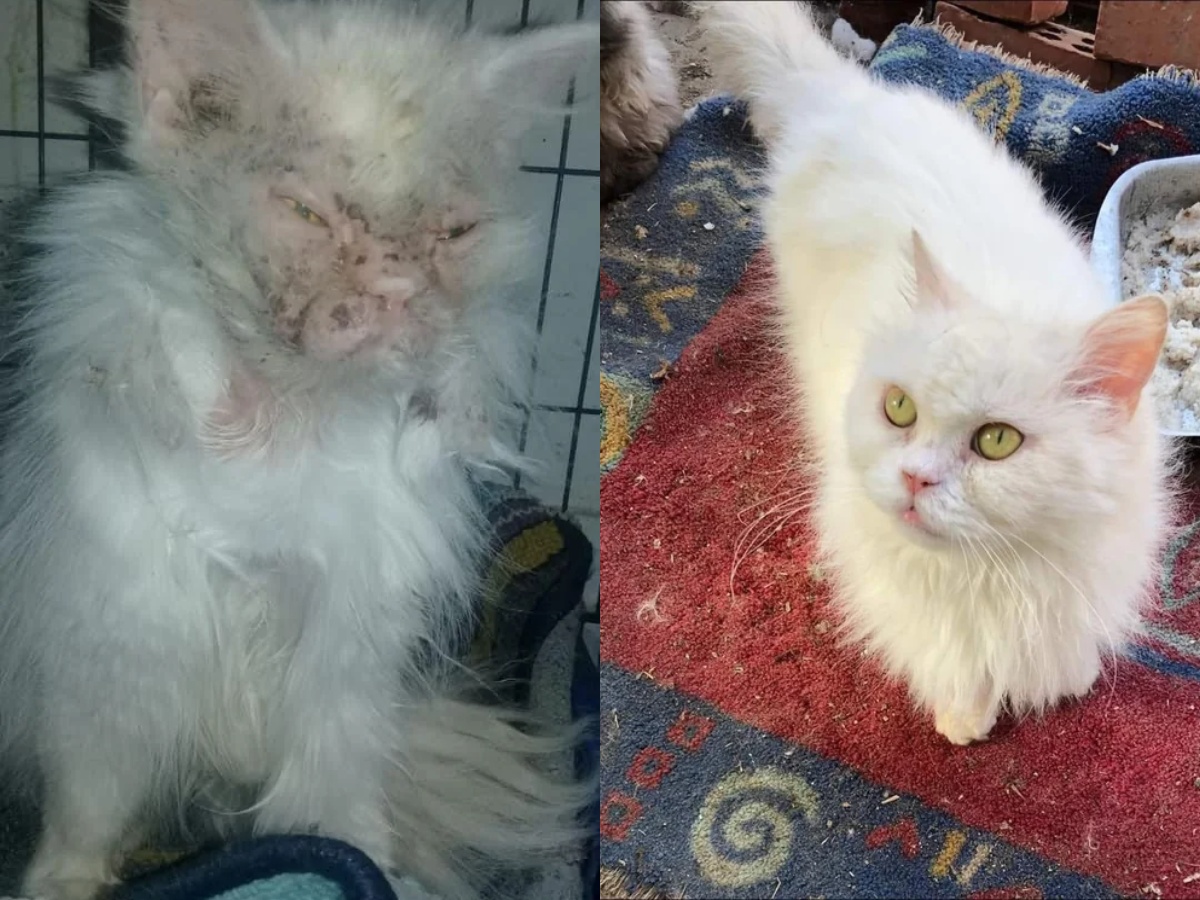 Backyard Chickens in Illinois